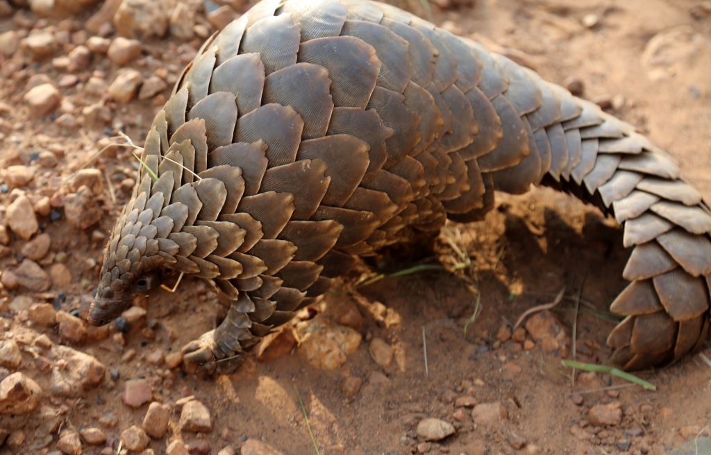 Le pangolin: cet animal fort prisé en Chine fut un temps soupçonné d’être à l’origine du passage du Covid à l’homme. Il est devenu l’emblème de l’humoriste David Schiepers.