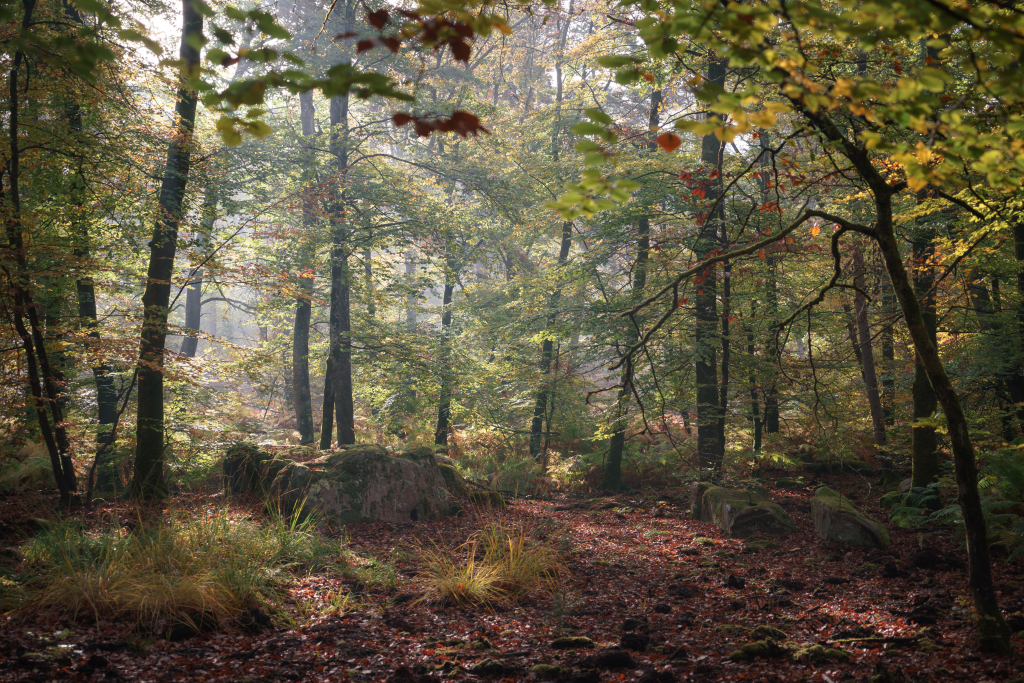 Forêt de Fontainebleau