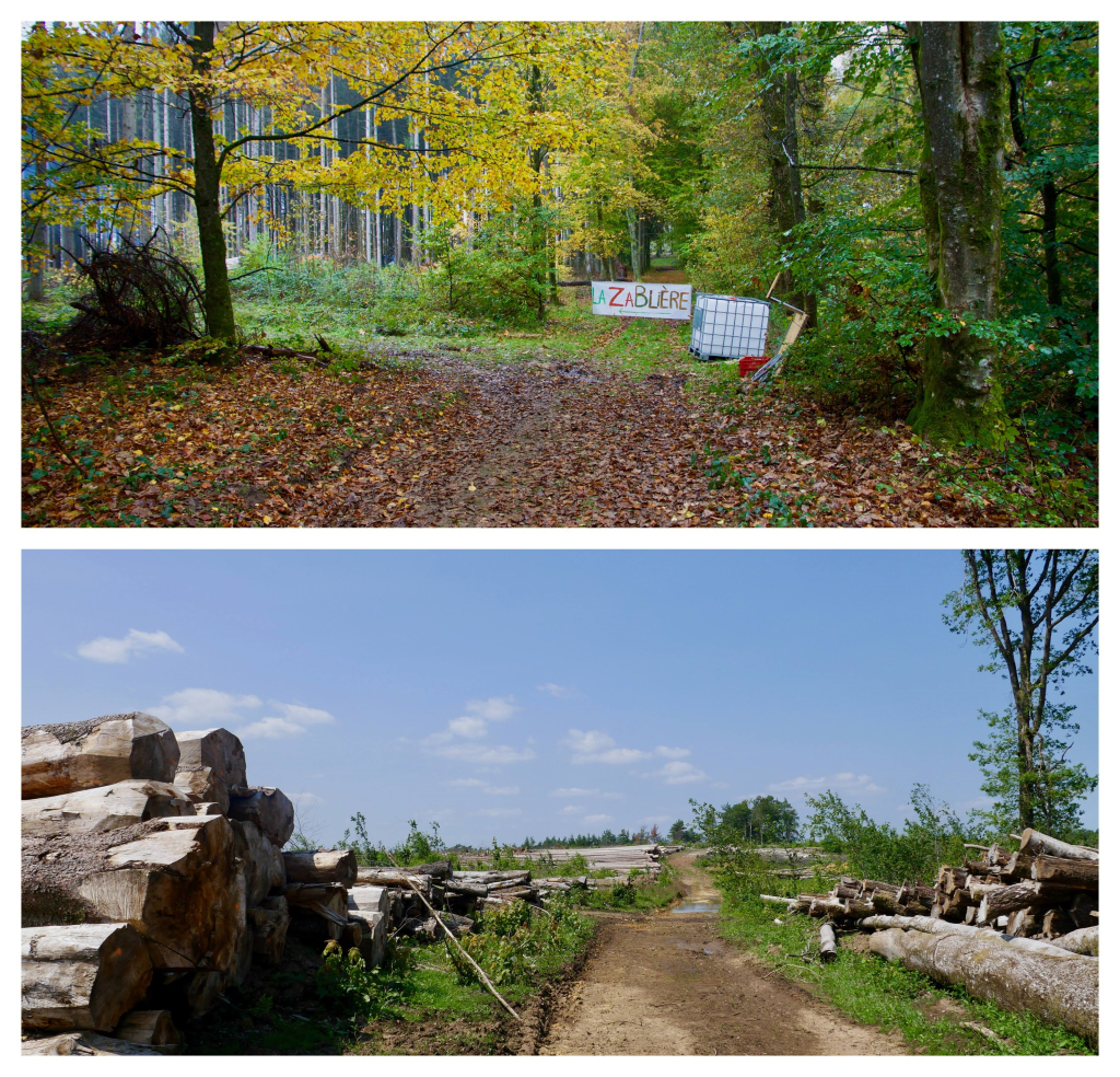 Idelux a choisi de ratiboiser une zone verdoyante, pleine de vie et de variété biologique (Photo : Fabien Lafontaine)